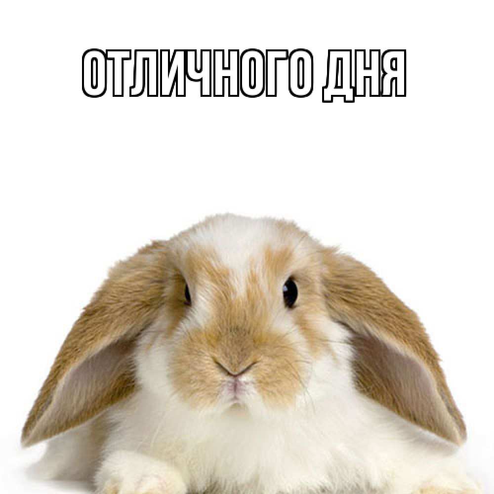 Открытка на каждый день с именем, Тоня Как дела с животными Прикольная открытка с пожеланием онлайн скачать бесплатно 