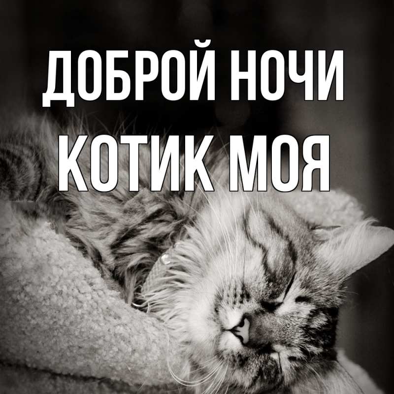 Открытка с именем, Котик моя, Доброй ночи