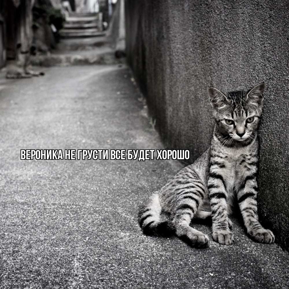 Открытка на каждый день с именем, Вероника Не грусти все будет хорошо скучающий котик Прикольная открытка с пожеланием онлайн скачать бесплатно 