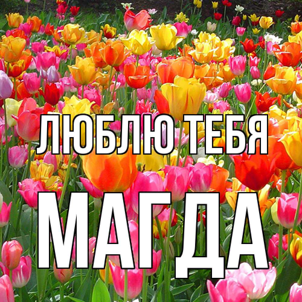 Открытка на каждый день с именем, Магда Люблю тебя на международный женский день Прикольная открытка с пожеланием онлайн скачать бесплатно 