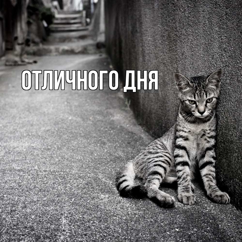 Открытка на каждый день с именем, Леся Скучашки одиноко котику Прикольная открытка с пожеланием онлайн скачать бесплатно 