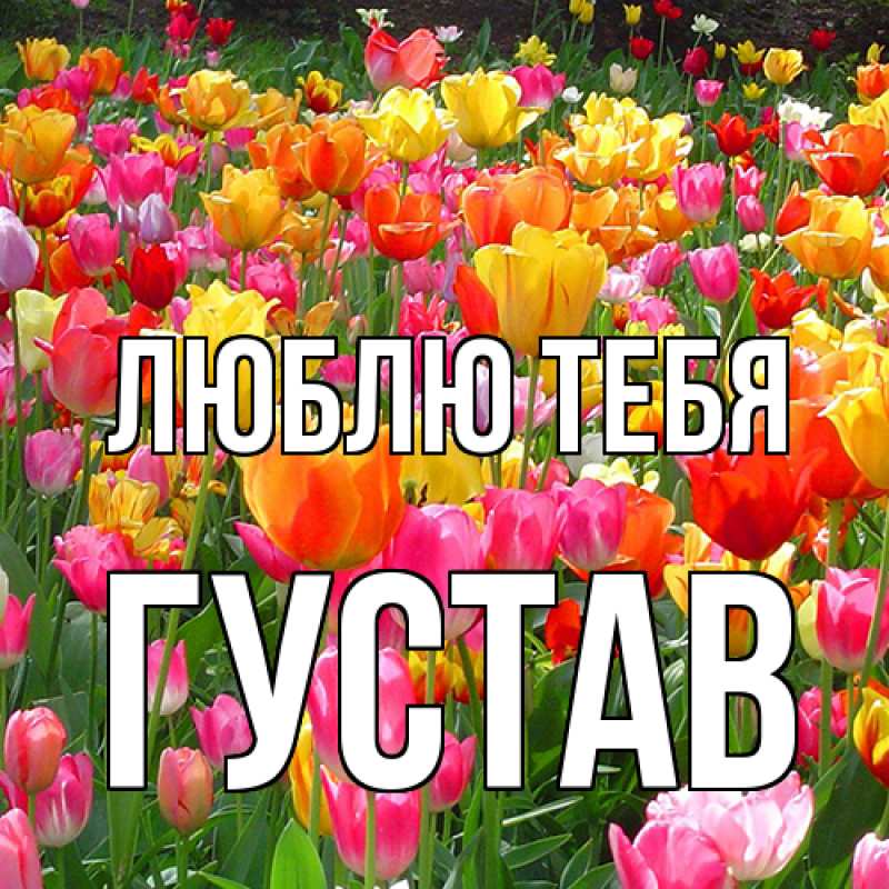 Картинка Люблю тебя, Густав