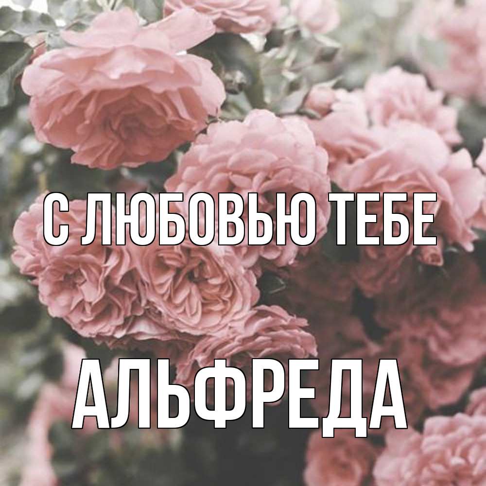 Открытка на каждый день с именем, Альфреда С любовью тебе розы 3 Прикольная открытка с пожеланием онлайн скачать бесплатно 