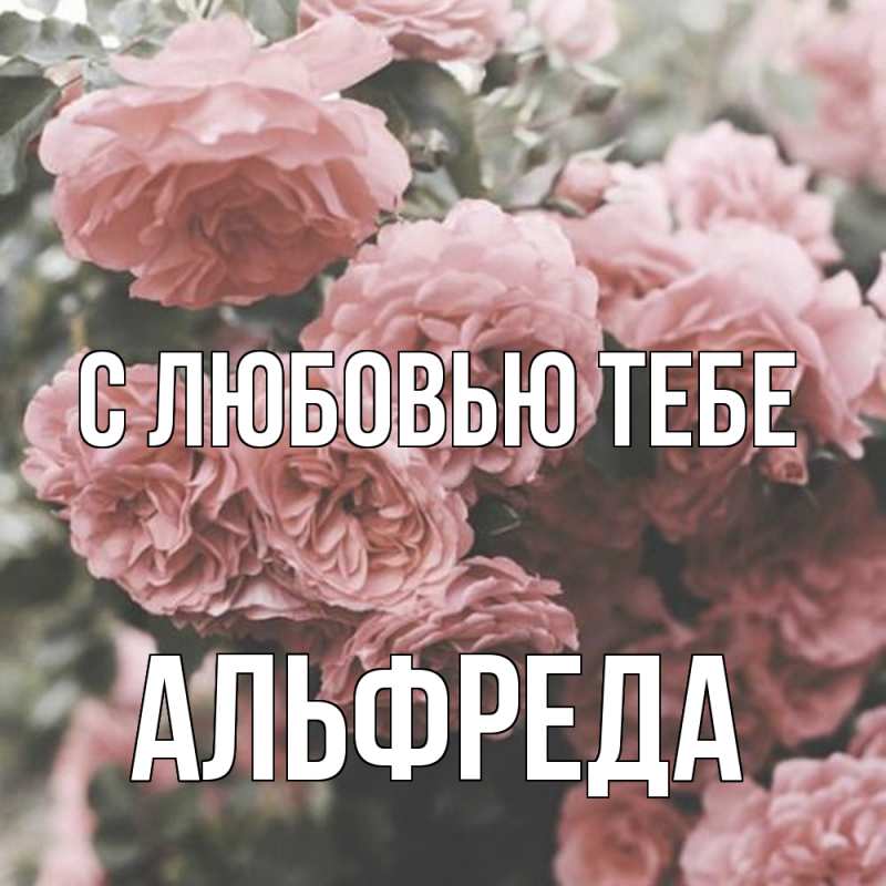 Картинка С любовью тебе, Альфреда