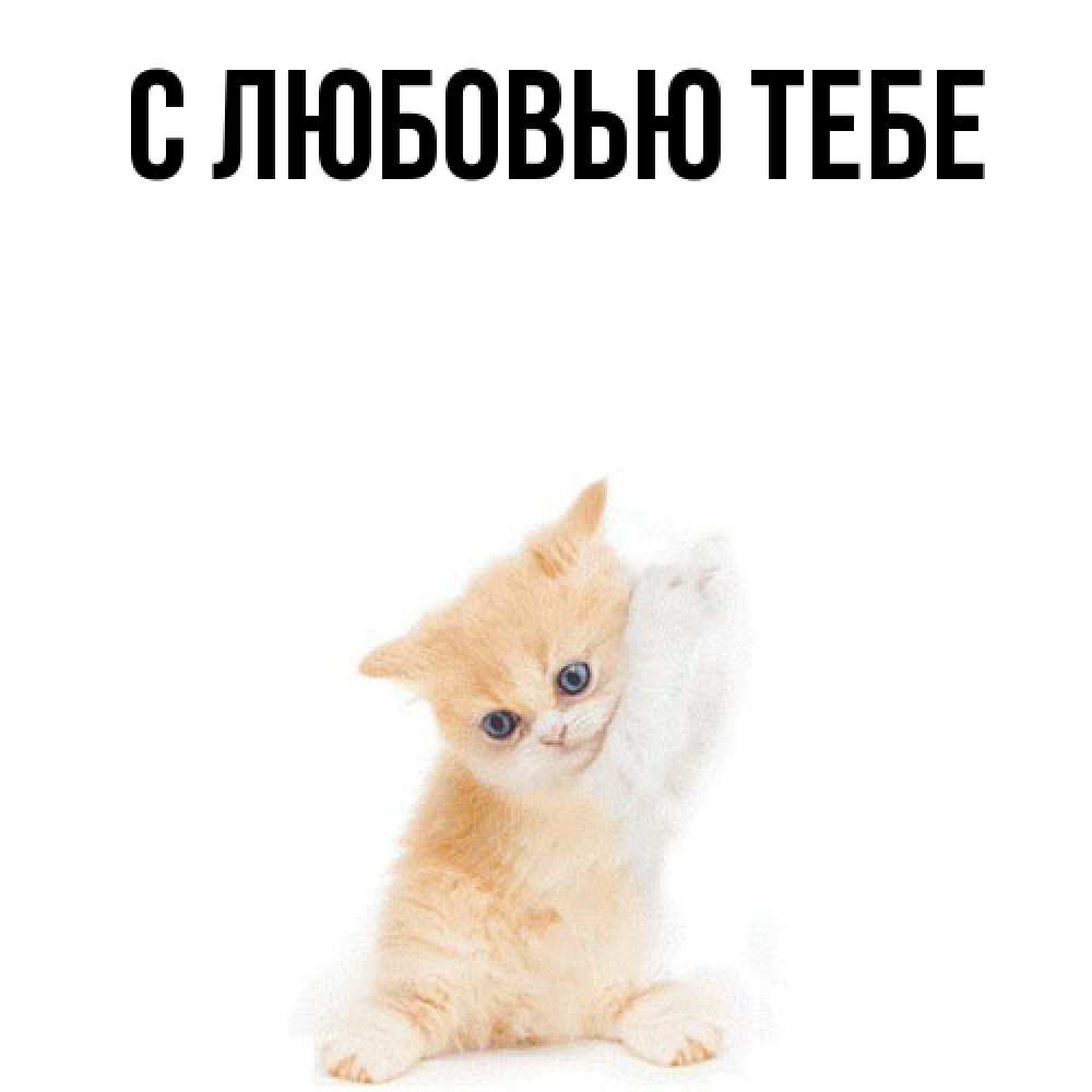 Открытка на каждый день с именем, Толя Обнимашки я хочу очень скорее обнимаешек Прикольная открытка с пожеланием онлайн скачать бесплатно 