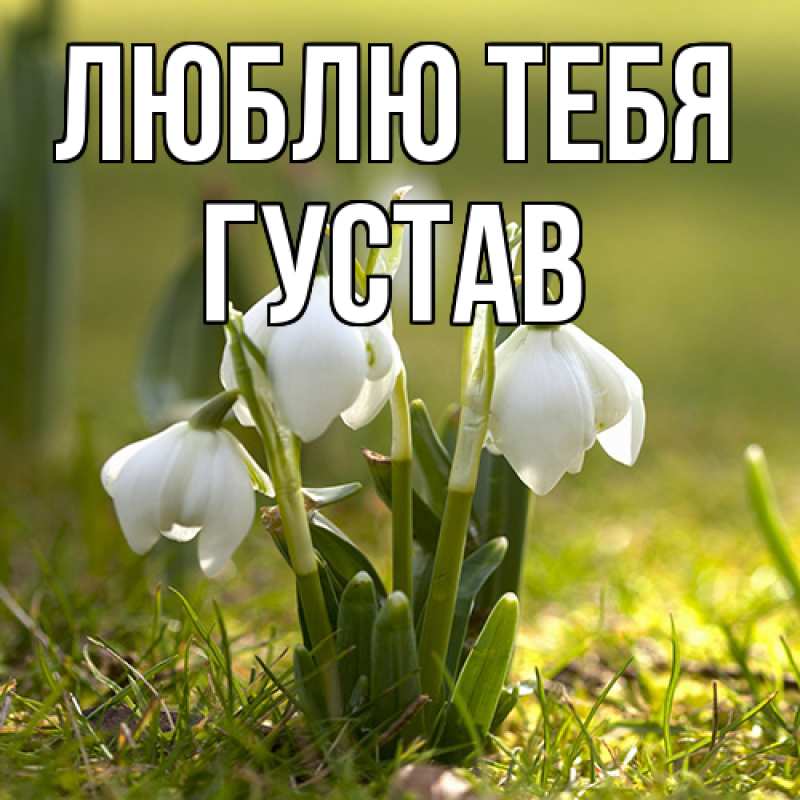 Картинка Люблю тебя, Густав