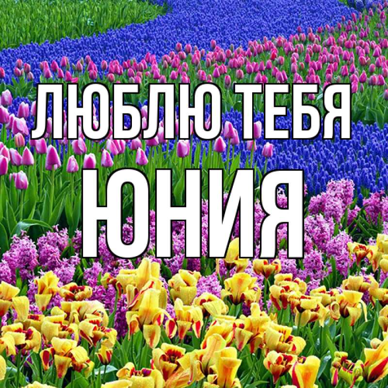 Картинка Люблю тебя, Юния