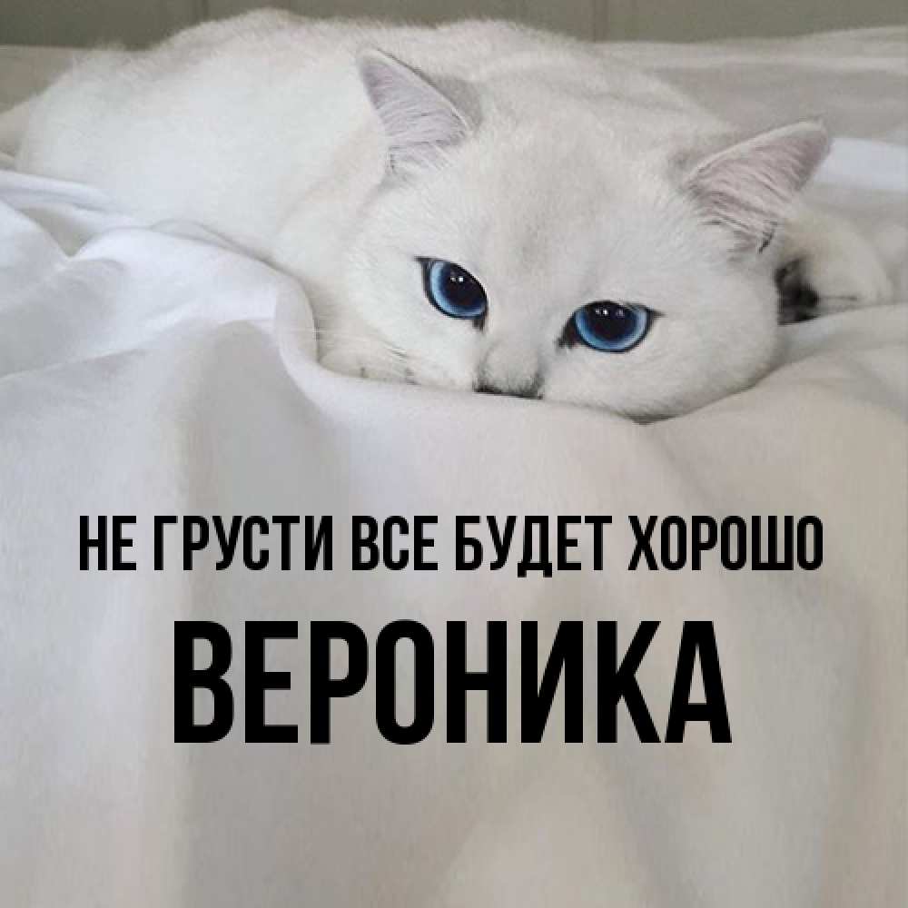 Открытка на каждый день с именем, Вероника Не грусти все будет хорошо Голубоглазая кошка Прикольная открытка с пожеланием онлайн скачать бесплатно 