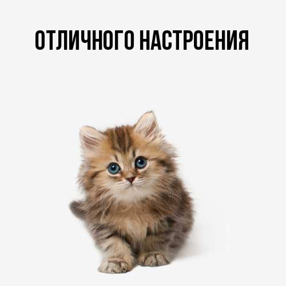 Открытка на каждый день с именем, Лида Большое спасибо пушистый котик Прикольная открытка с пожеланием онлайн скачать бесплатно 