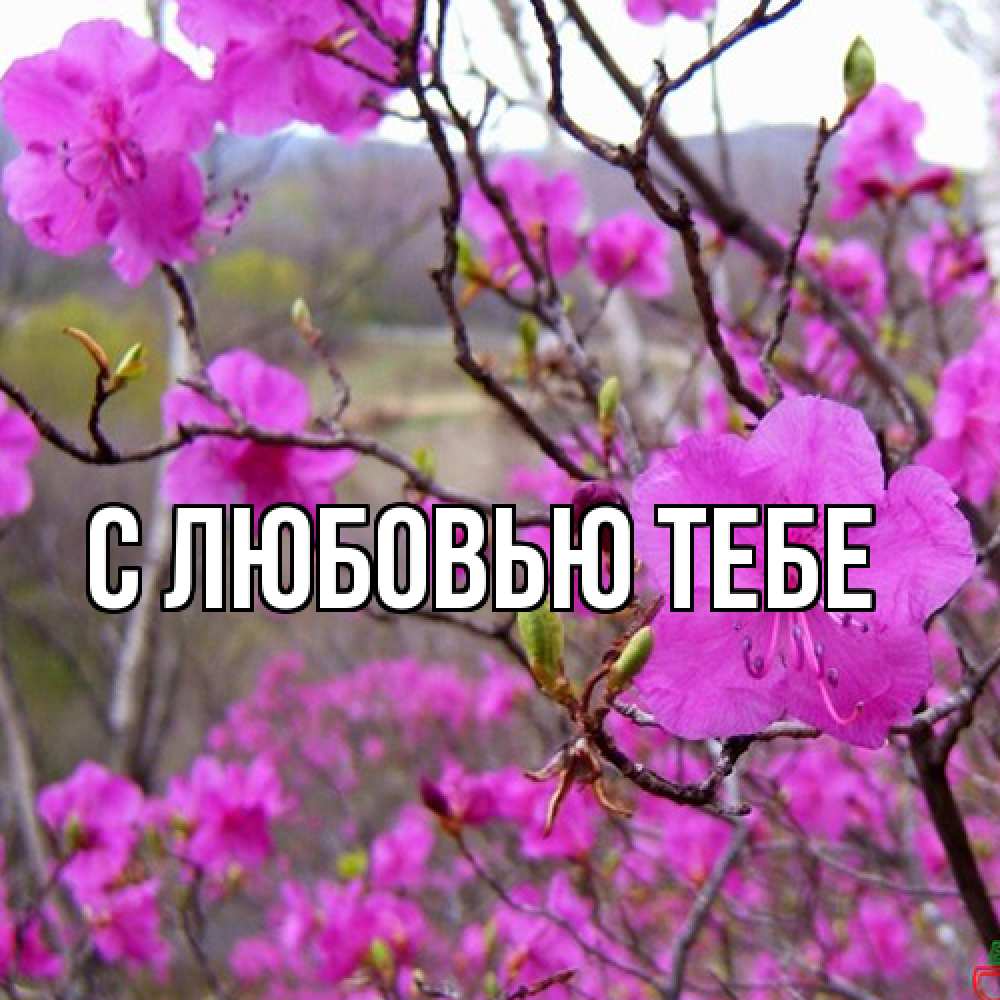 Открытка на каждый день с именем, Аза Люблю тебя международный женский день Прикольная открытка с пожеланием онлайн скачать бесплатно 