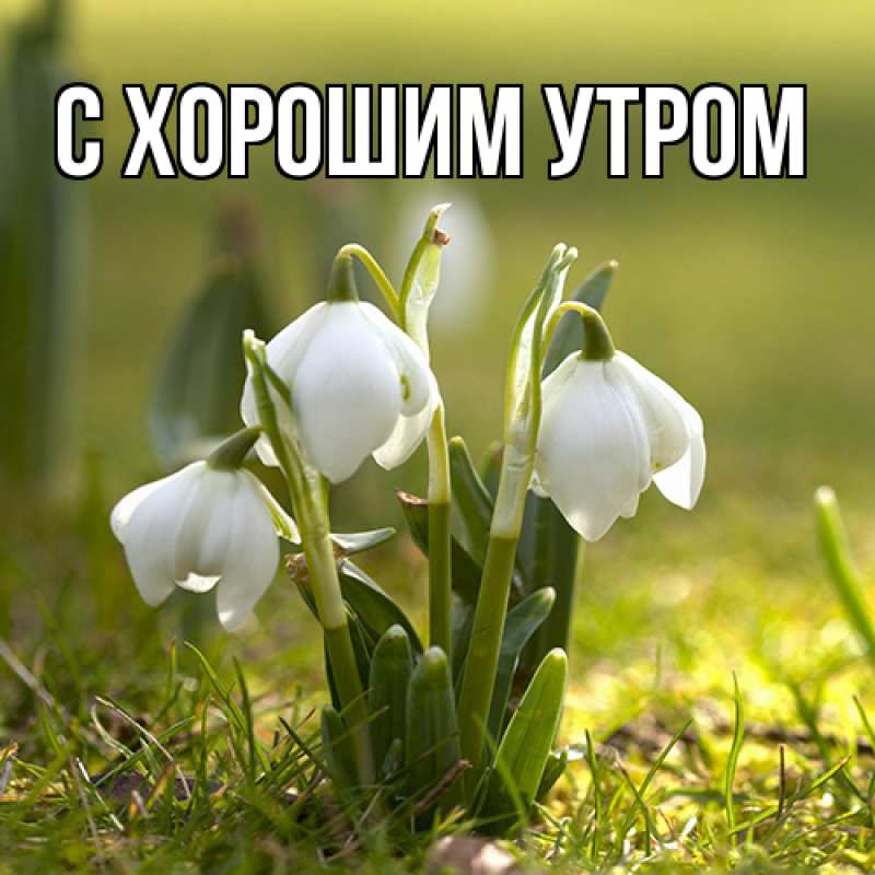 Картинка Люблю тебя, Иван