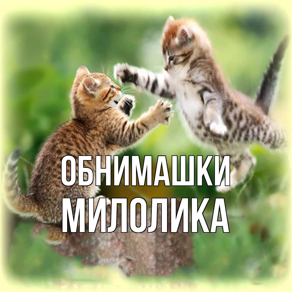 Открытка на каждый день с именем, Милолика Обнимашки игры котят Прикольная открытка с пожеланием онлайн скачать бесплатно 