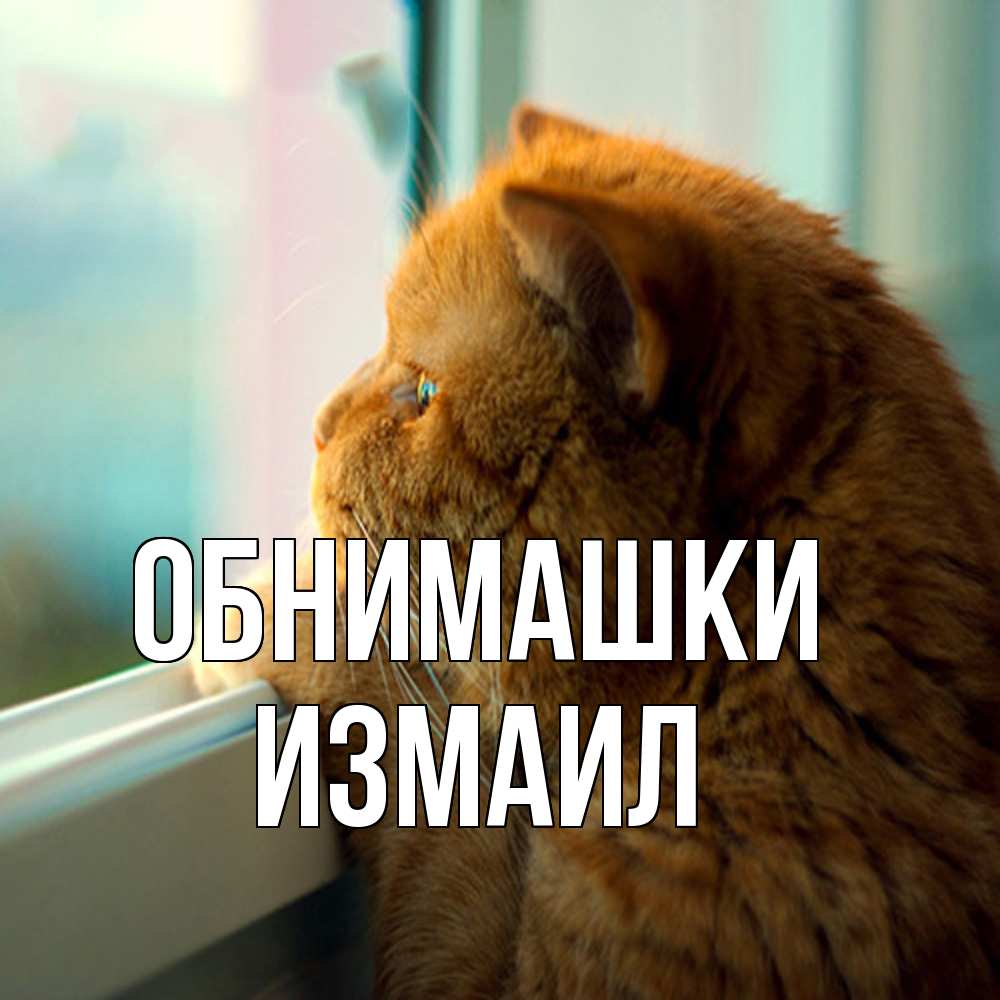 Открытка на каждый день с именем, Измаил Обнимашки большой огромный рыжий котяра Прикольная открытка с пожеланием онлайн скачать бесплатно 