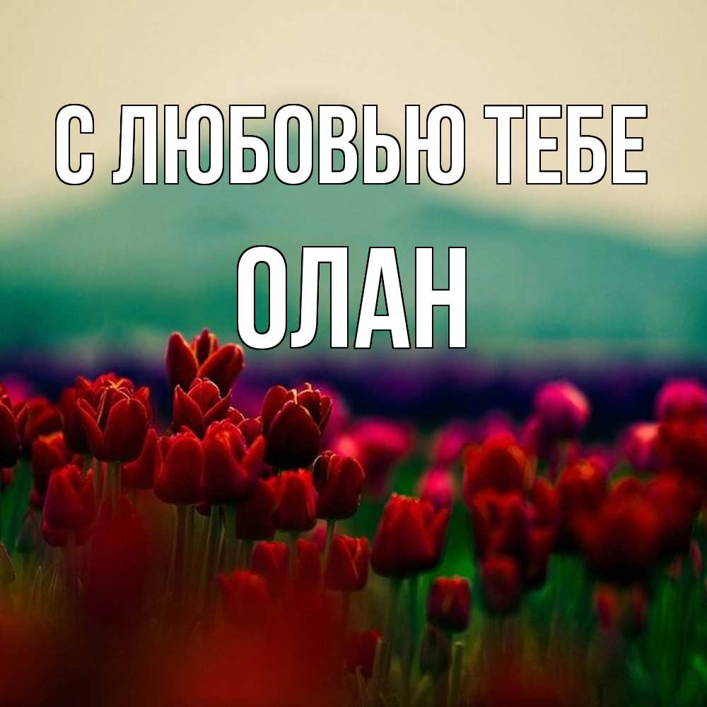 Открытка на каждый день с именем, Олан С любовью тебе тюльпаны 4 Прикольная открытка с пожеланием онлайн скачать бесплатно 