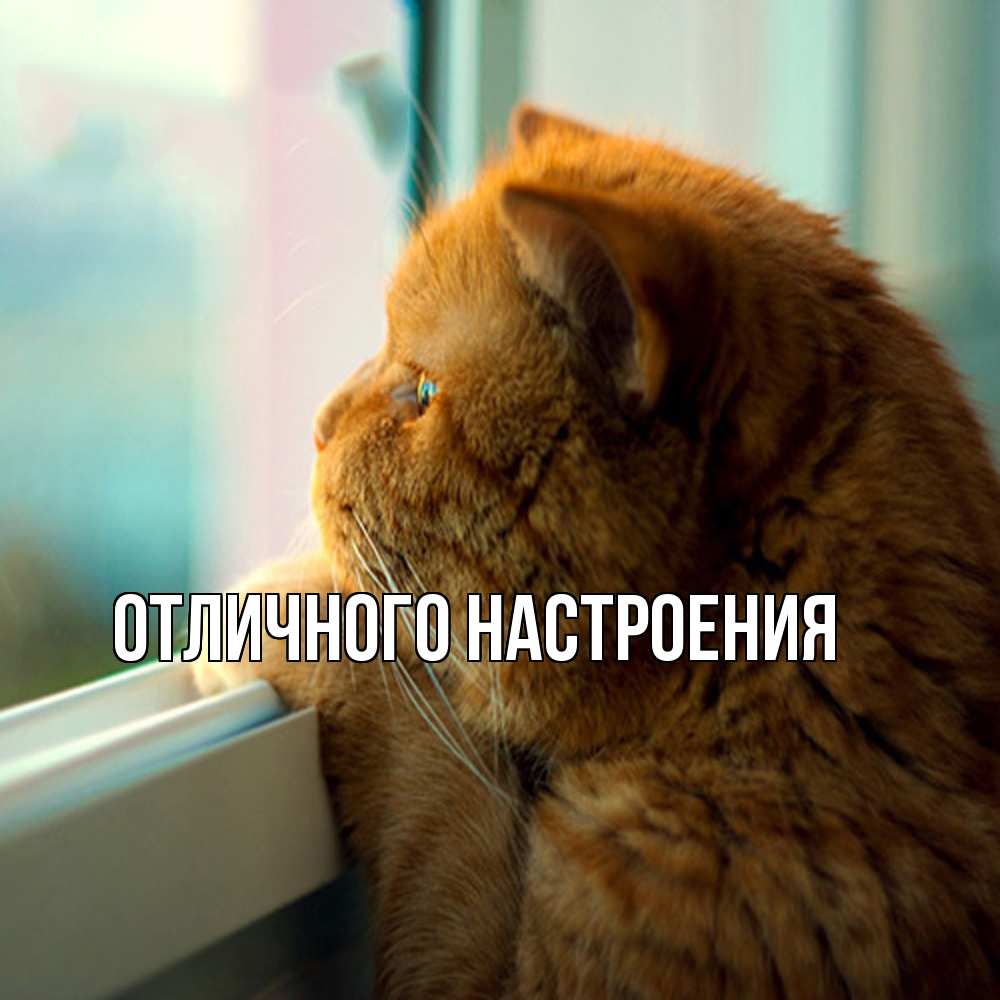 Открытка на каждый день с именем, Владислава Обнимашки большой огромный рыжий котяра Прикольная открытка с пожеланием онлайн скачать бесплатно 