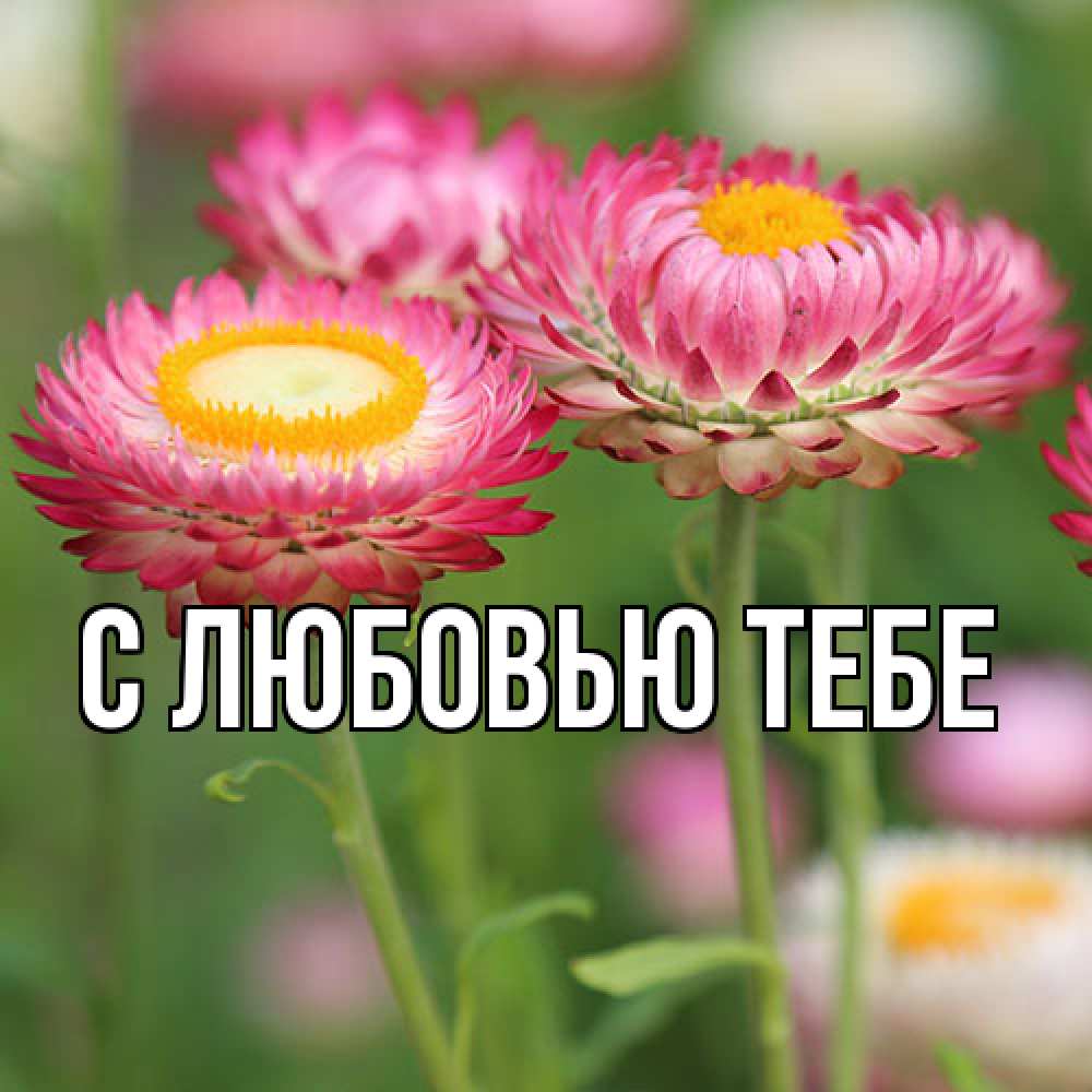 Открытка на каждый день с именем, Аза Люблю тебя подарок на международный женский день Прикольная открытка с пожеланием онлайн скачать бесплатно 