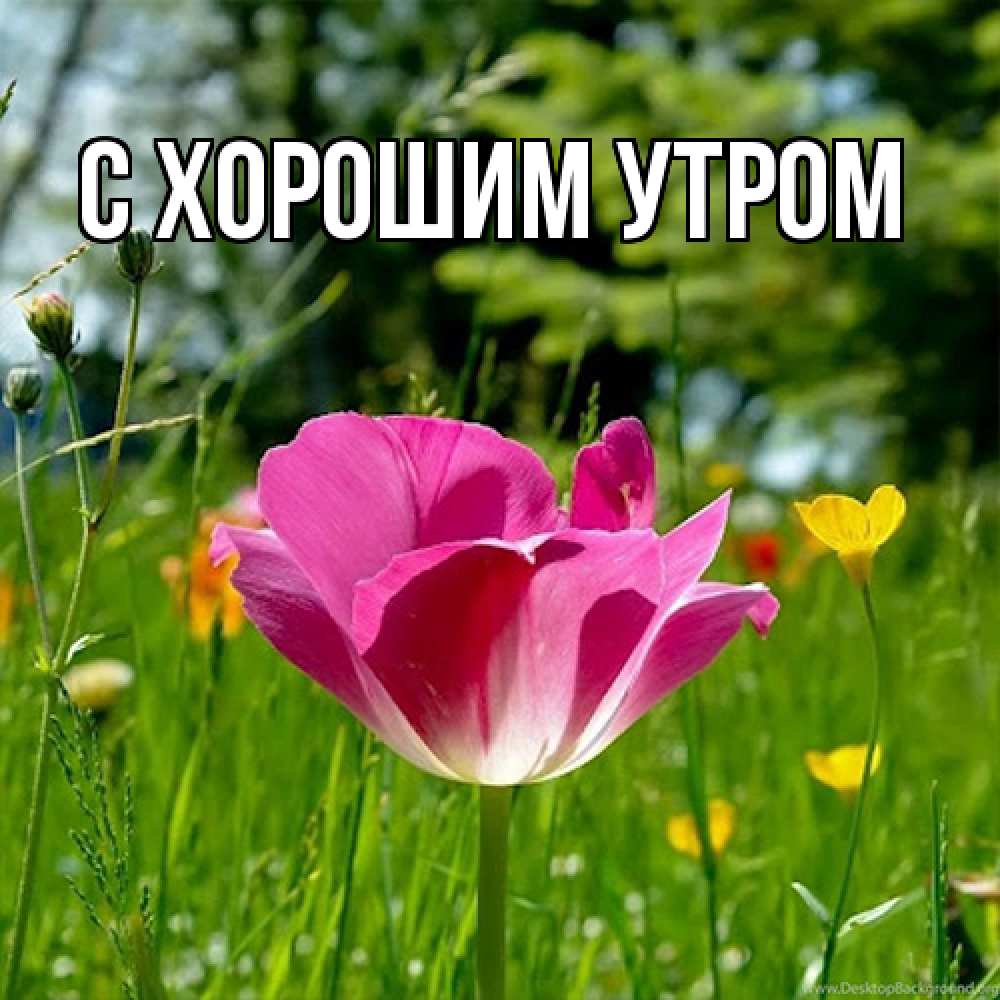 Открытка на каждый день с именем, Лида Люблю тебя полевые цветы Прикольная открытка с пожеланием онлайн скачать бесплатно 