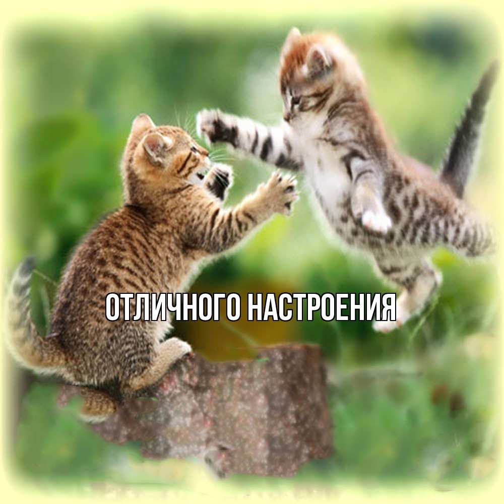 Открытка на каждый день с именем, Владислава Обнимашки игры котят Прикольная открытка с пожеланием онлайн скачать бесплатно 