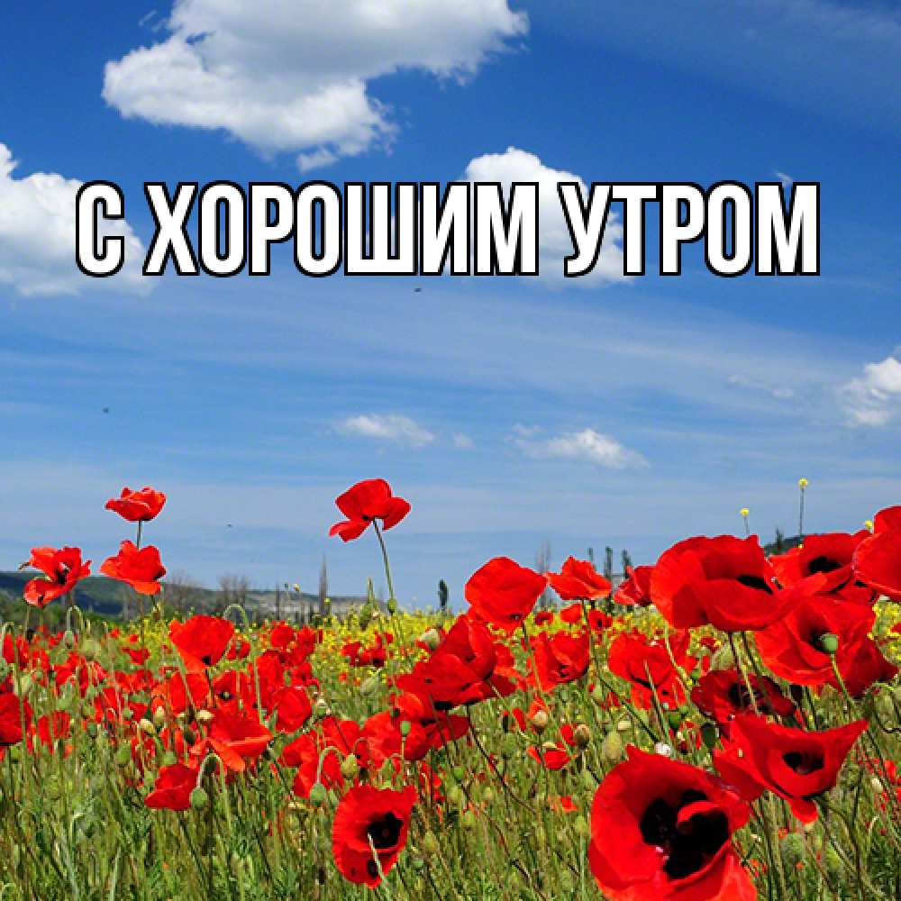 Открытка на каждый день с именем, Лида Люблю тебя международный женский день 1 Прикольная открытка с пожеланием онлайн скачать бесплатно 