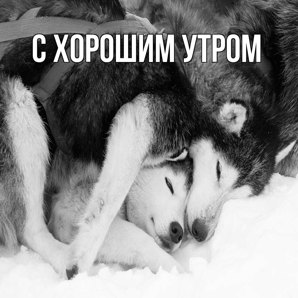 Открытка на каждый день с именем, Тамаз Обнимашки собачки в упряжке Прикольная открытка с пожеланием онлайн скачать бесплатно 