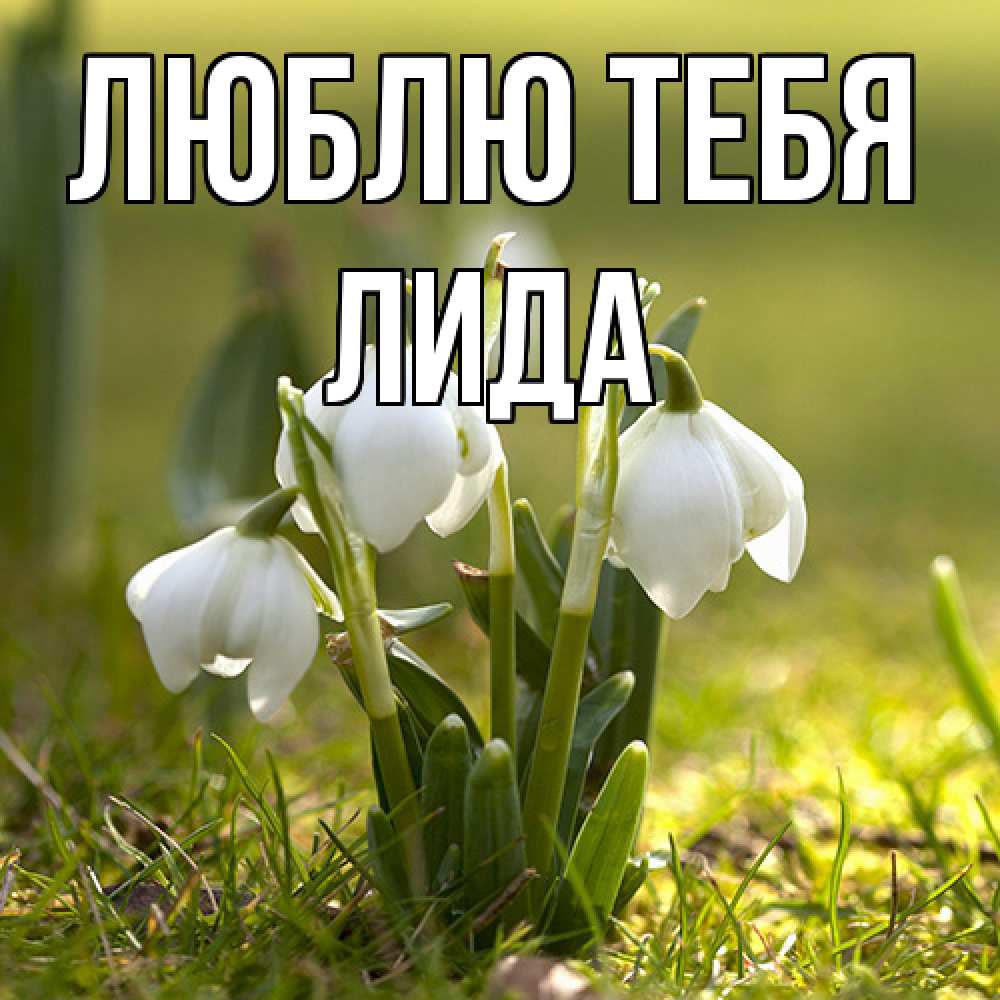 Открытка на каждый день с именем, Лида Люблю тебя ранние цветы 2 Прикольная открытка с пожеланием онлайн скачать бесплатно 