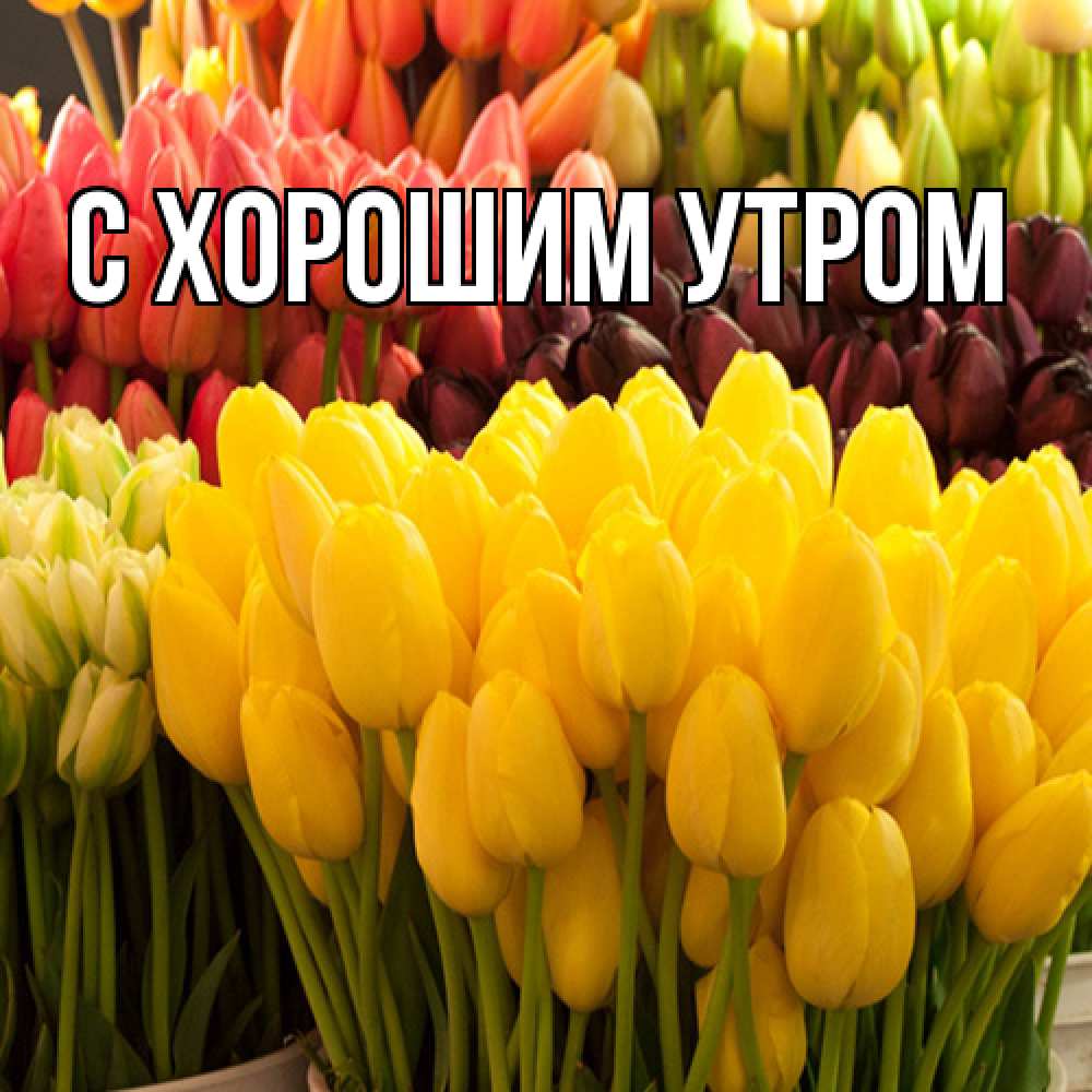 Открытка на каждый день с именем, Иван Люблю тебя цветы Прикольная открытка с пожеланием онлайн скачать бесплатно 