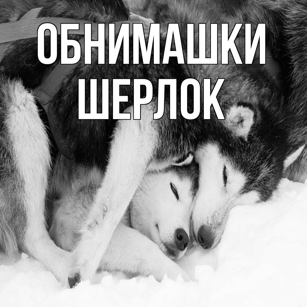 Открытка на каждый день с именем, Шерлок Обнимашки собачки в упряжке Прикольная открытка с пожеланием онлайн скачать бесплатно 