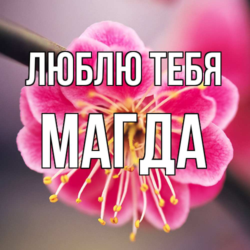 Открытка на каждый день с именем, Магда Люблю тебя цветы Прикольная открытка с пожеланием онлайн скачать бесплатно 