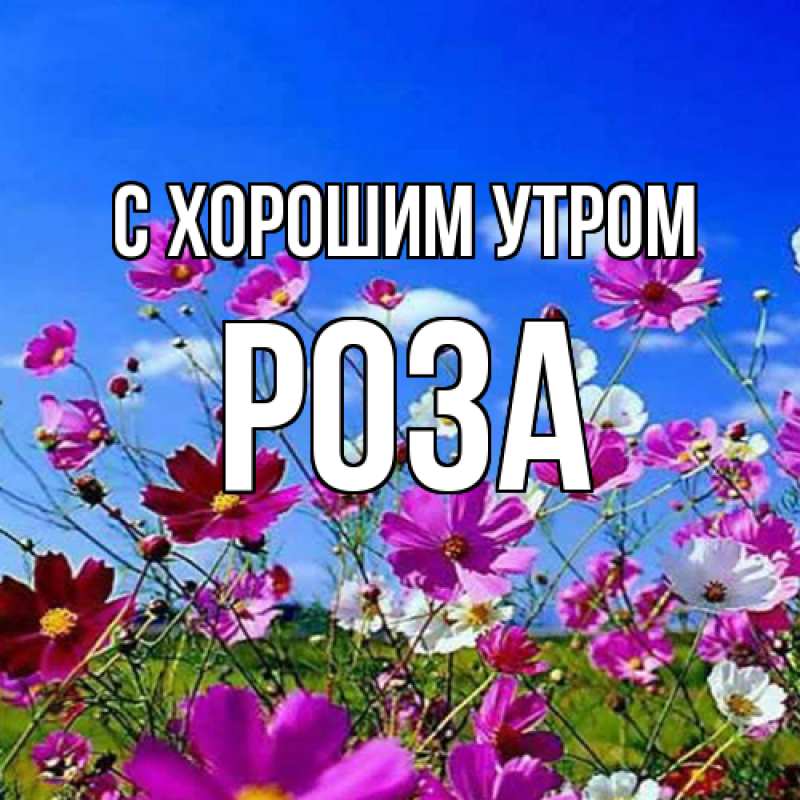 Картинка С хорошим утром, Роза