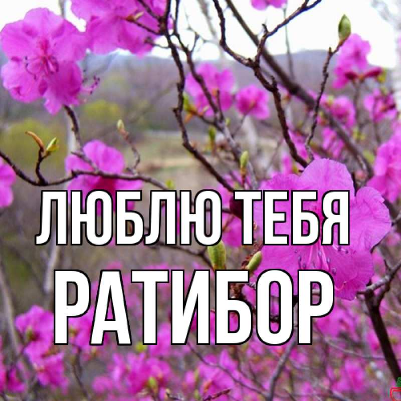 Картинка Люблю тебя, Ратибор