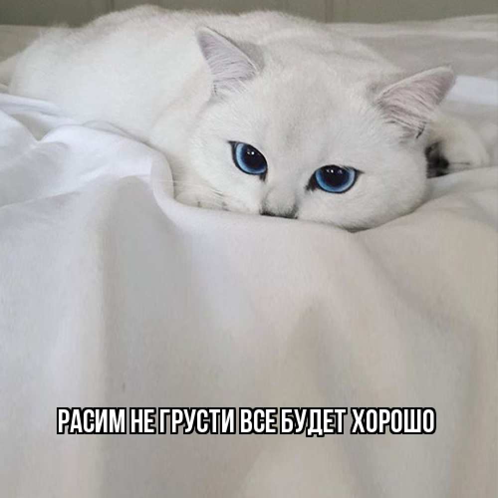 Открытка на каждый день с именем, Расим Не грусти все будет хорошо белый кот с голубыми глазами на белоснежной кровати Прикольная открытка с пожеланием онлайн скачать бесплатно 