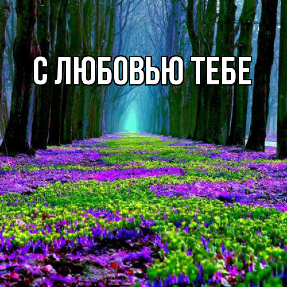 Открытка на каждый день с именем, Аза Люблю тебя фиолетовые цветы в лесу 1 Прикольная открытка с пожеланием онлайн скачать бесплатно 