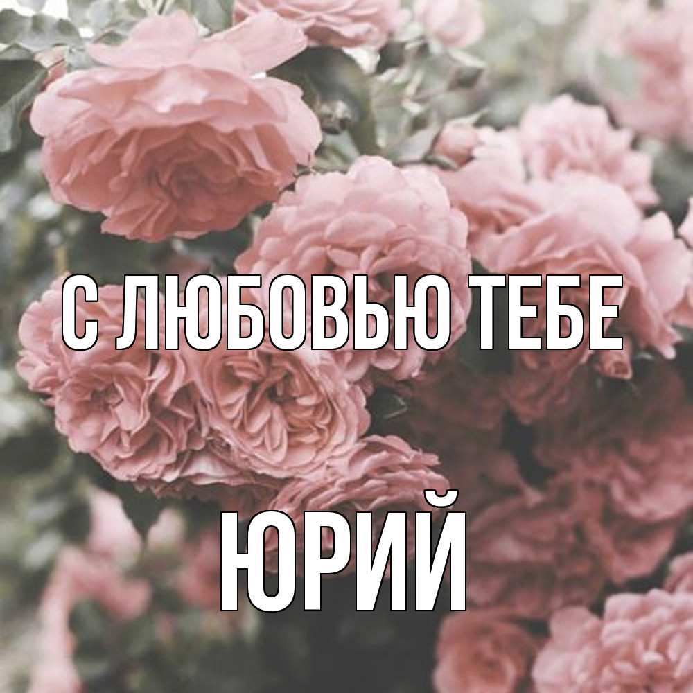 Открытка на каждый день с именем, Юрий С любовью тебе розы 3 Прикольная открытка с пожеланием онлайн скачать бесплатно 