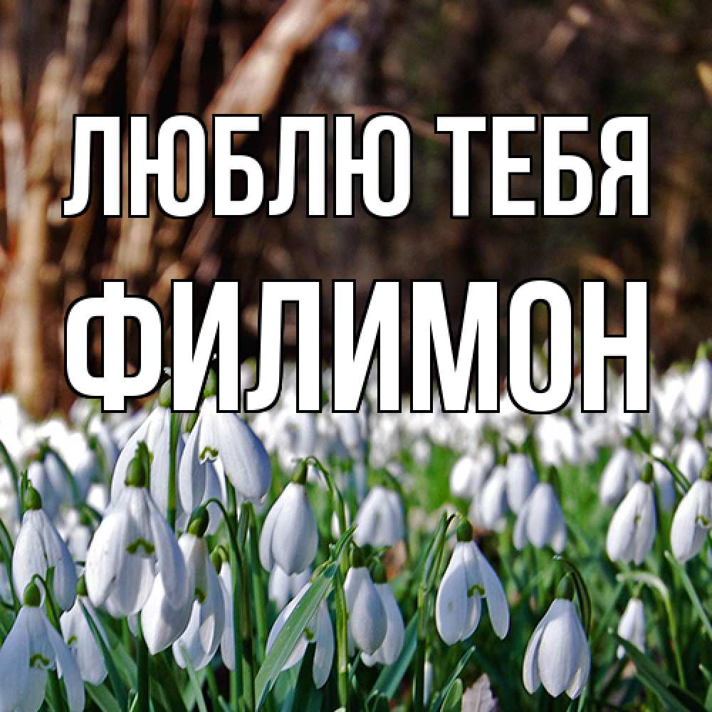 Открытка на каждый день с именем, Филимон Люблю тебя с подснежниками 1 Прикольная открытка с пожеланием онлайн скачать бесплатно 