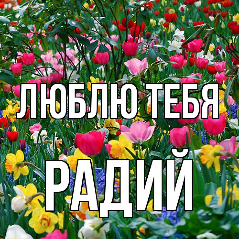 Открытка на каждый день с именем, Радий Люблю тебя с международным женским днем поздравления для женщины Прикольная открытка с пожеланием онлайн скачать бесплатно 