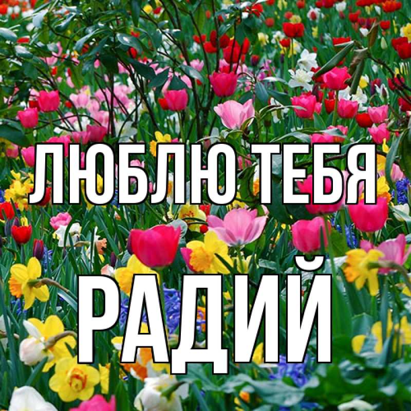 Картинка Люблю тебя, Радий