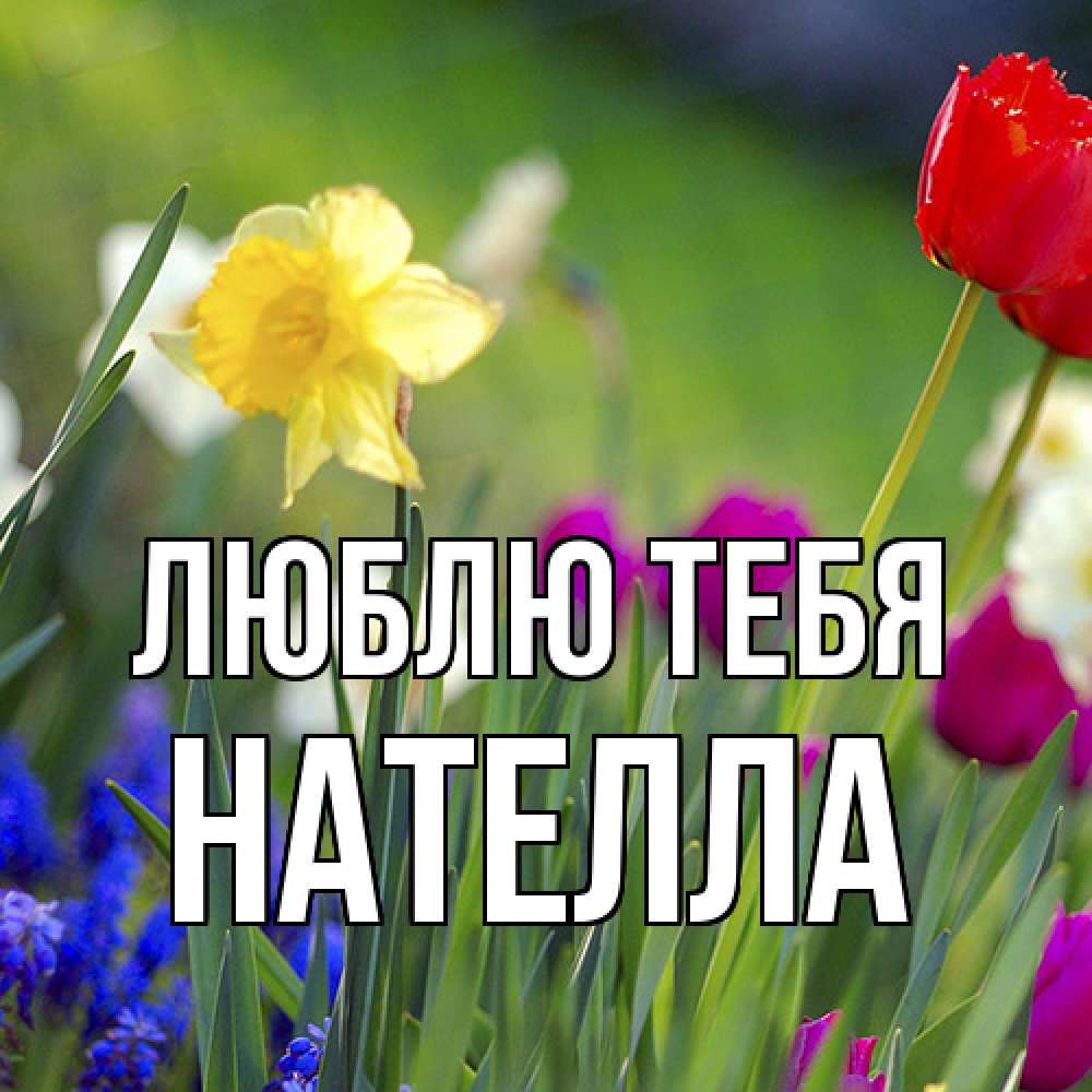 Открытка на каждый день с именем, Нателла Люблю тебя международный женский день 3 Прикольная открытка с пожеланием онлайн скачать бесплатно 
