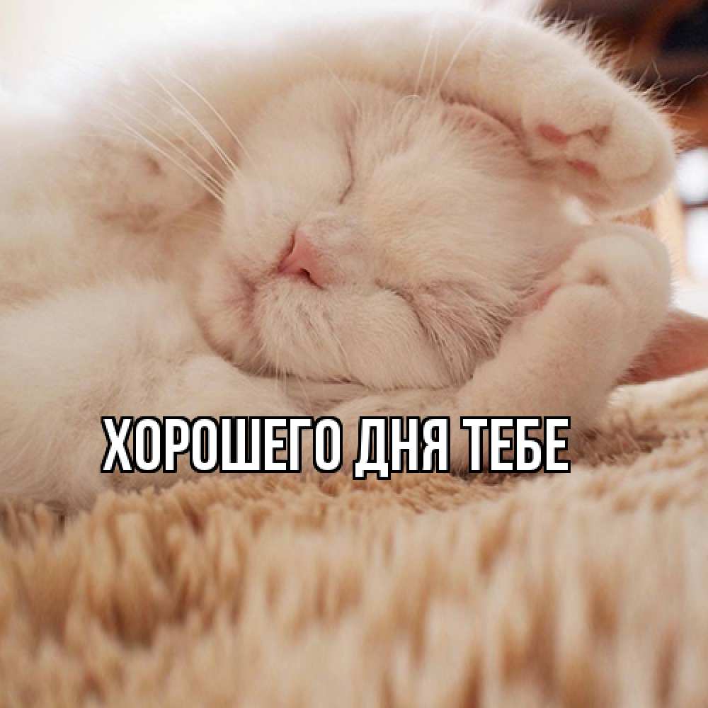 Открытка на каждый день с именем, Теодор Я жду тебя для любимой девушки милота Прикольная открытка с пожеланием онлайн скачать бесплатно 