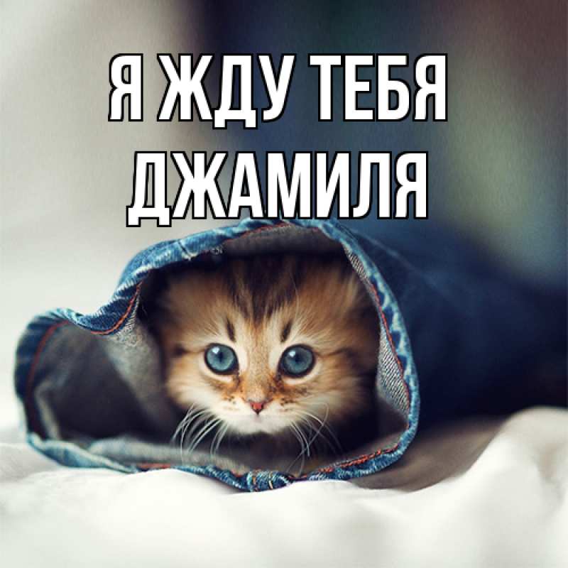 Картинка Я жду тебя, Джамиля