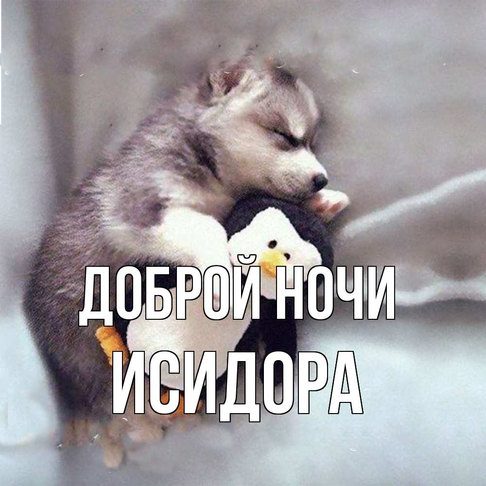Открытка на каждый день с именем, Исидора Доброй ночи обнимашки щенка и пингвина Прикольная открытка с пожеланием онлайн скачать бесплатно 