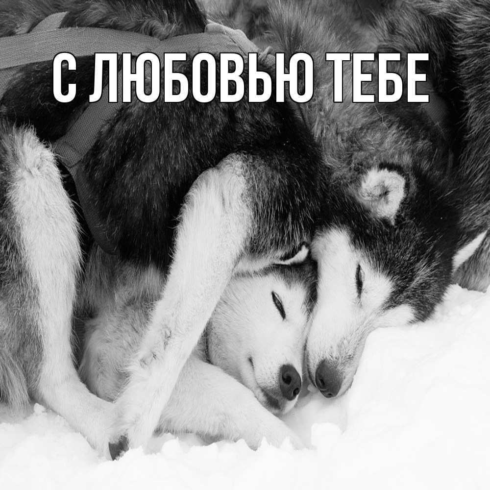 Открытка на каждый день с именем, Толя Обнимашки собачки в упряжке Прикольная открытка с пожеланием онлайн скачать бесплатно 