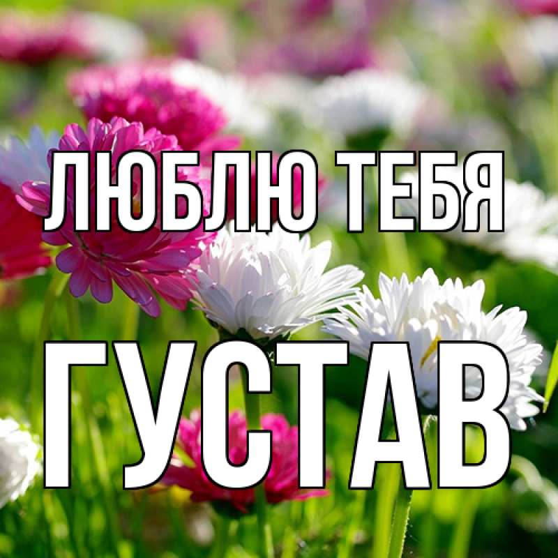 Картинка Люблю тебя, Густав