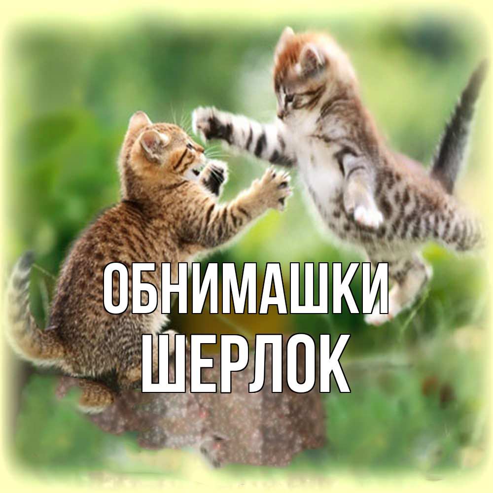 Открытка на каждый день с именем, Шерлок Обнимашки игры котят Прикольная открытка с пожеланием онлайн скачать бесплатно 