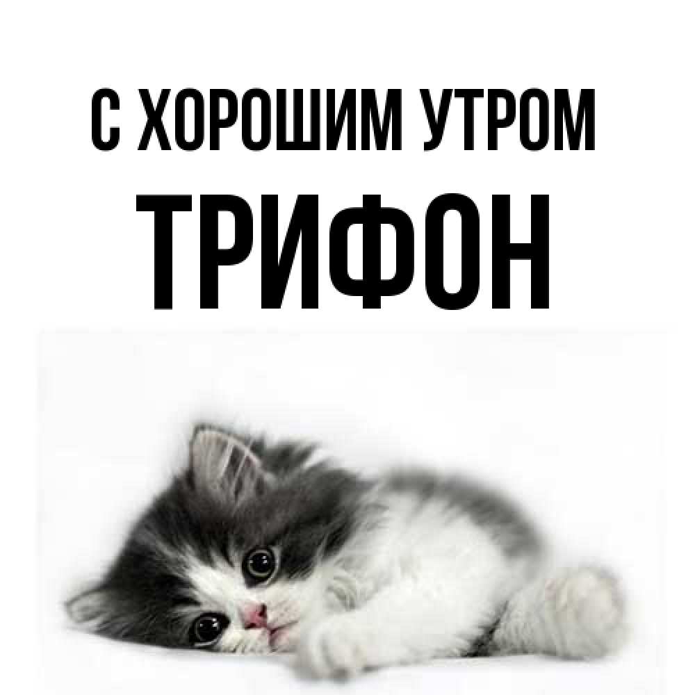 Открытка на каждый день с именем, Трифон С хорошим утром кот лапки Прикольная открытка с пожеланием онлайн скачать бесплатно 