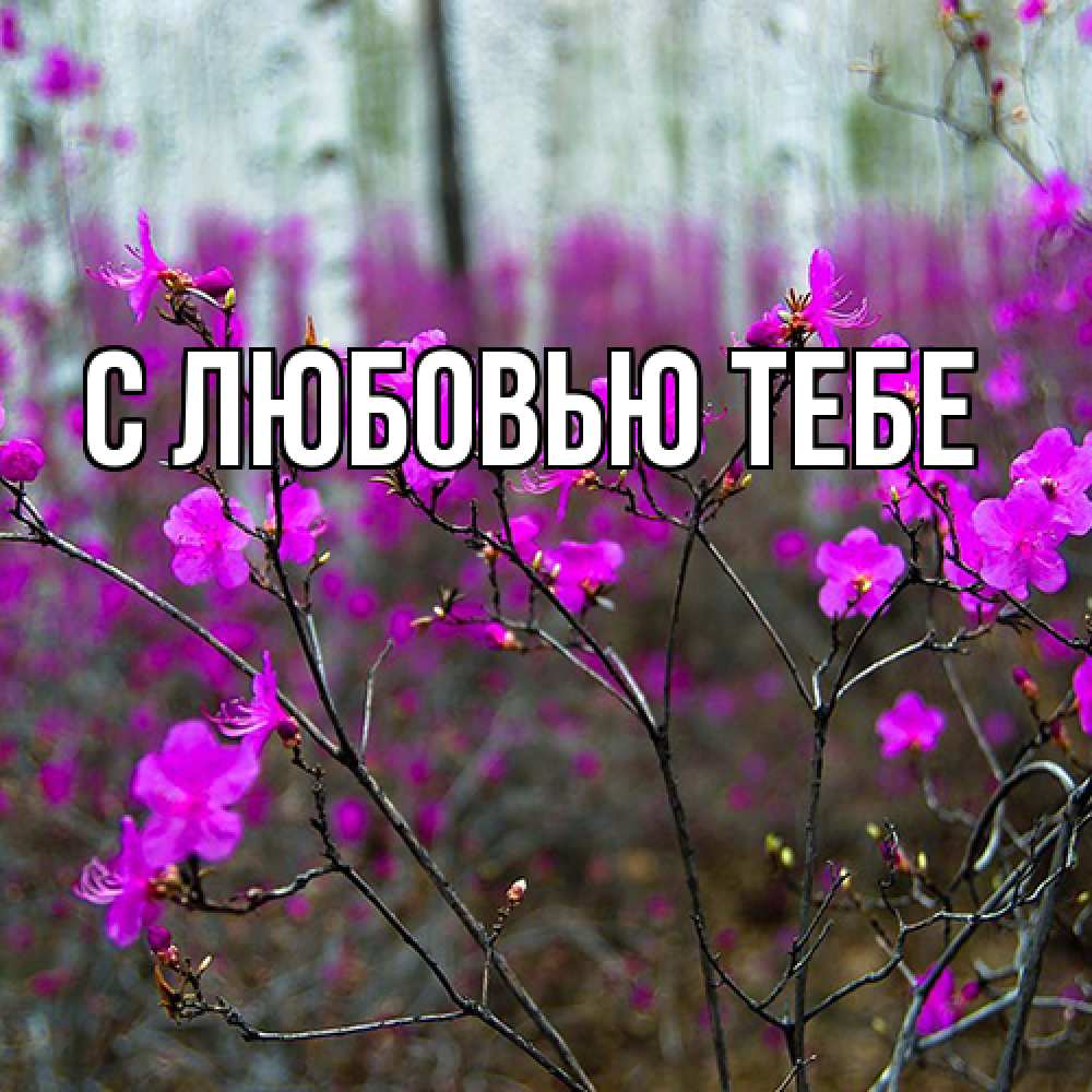 Открытка на каждый день с именем, Аза Люблю тебя дикие цветы Прикольная открытка с пожеланием онлайн скачать бесплатно 