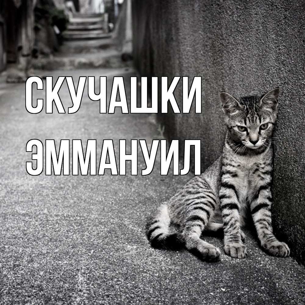 Открытка на каждый день с именем, Эммануил Скучашки одиноко котику Прикольная открытка с пожеланием онлайн скачать бесплатно 