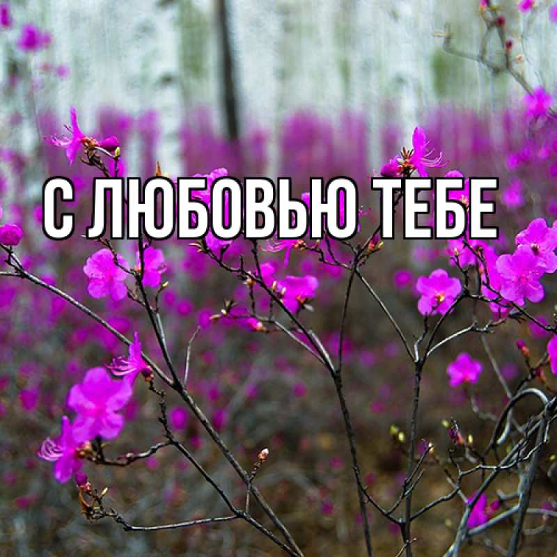 Картинка Люблю тебя, Аза