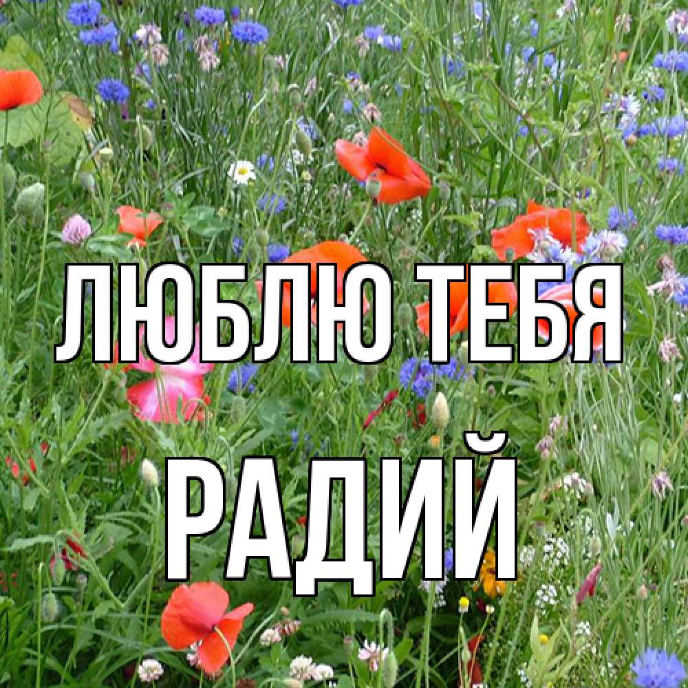 Открытка на каждый день с именем, Радий Люблю тебя международный женский день 4 Прикольная открытка с пожеланием онлайн скачать бесплатно 