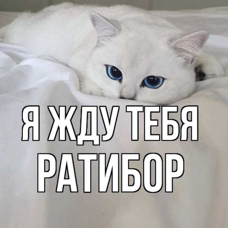 Картинка Я жду тебя, Ратибор