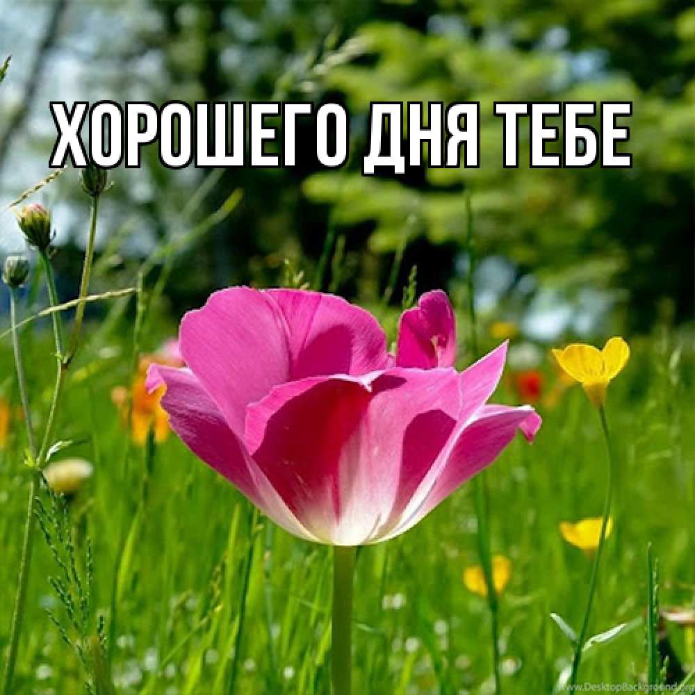 Открытка на каждый день с именем, Измаил Люблю тебя полевые цветы Прикольная открытка с пожеланием онлайн скачать бесплатно 